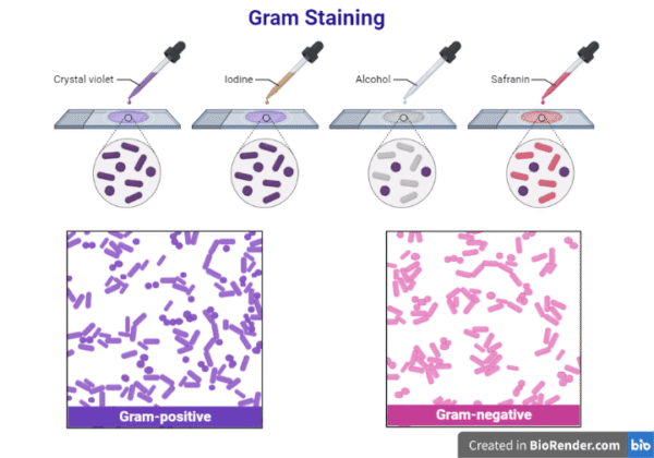 كت صبغة كرام Gram Staining Kit